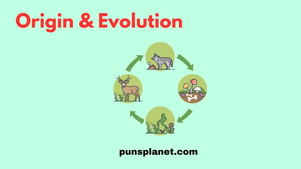 Origin & Evolution